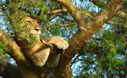 Lioness in tree. Copyright - WCS: Wildlife Conservation Society
